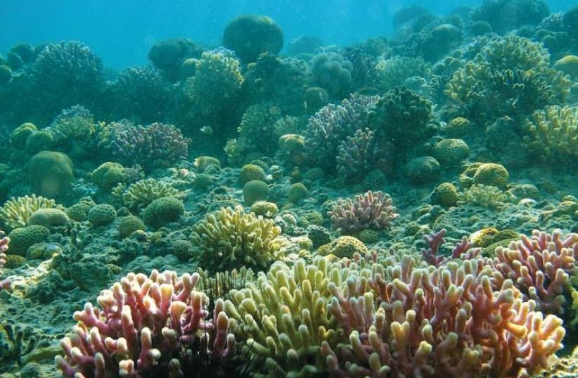 Eilat's Coral Beach Nature Reserve has stunning reefs and an abundance of marine and fish life. (photo credit: NATIONAL NATURE AND PARKS AUTHORITY)