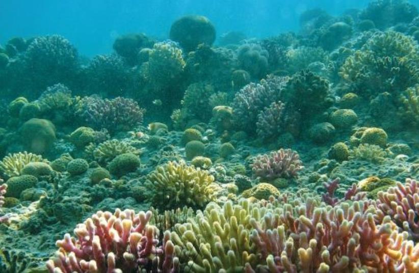 Eilat's Coral Beach Nature Reserve has stunning reefs and an abundance of marine and fish life. (photo credit: NATIONAL NATURE AND PARKS AUTHORITY)