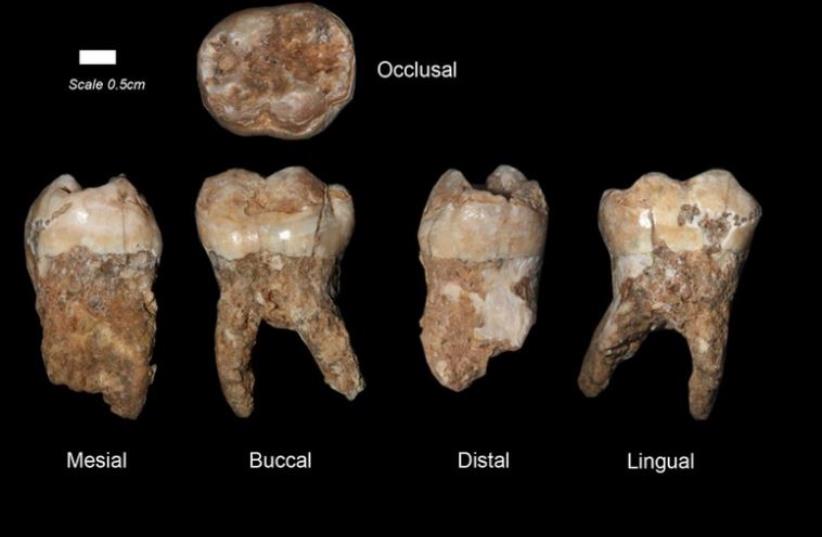 Researchers at Tel Aviv University discover 400,000 year old teeth (photo credit: TEL AVIV UNIVERSITY)