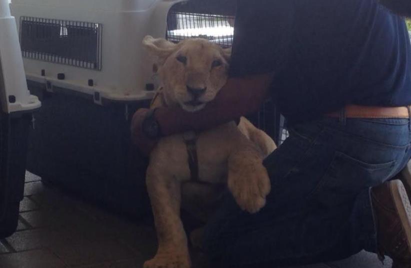 One of the lion cubs transferred from Gaza, though Israel, to make its new home in Jordan (photo credit: ADMINISTRATION OF BORDER CROSSINGS)