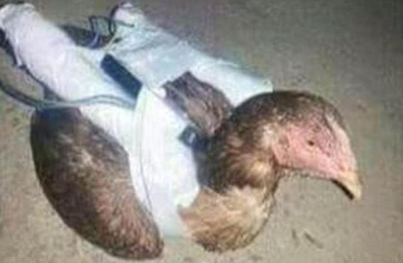  'Suicide chickens' reportedly being used by ISIS in fight against its enemies‏ (photo credit: Courtesy)