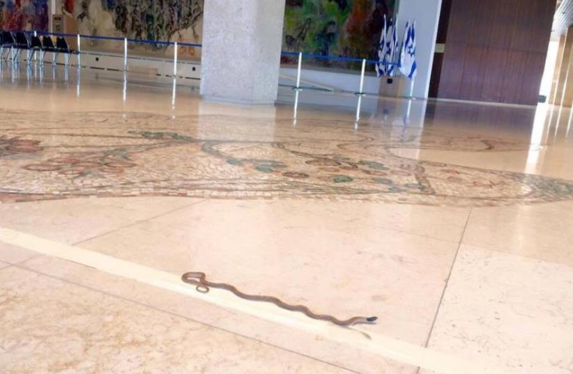 Snake sneaks its way into the Knesset (photo credit: Courtesy)