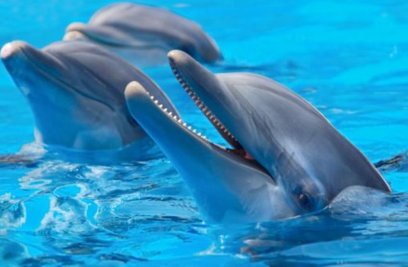 Dolphins [Illustrative] (photo credit: INGIMAGE)