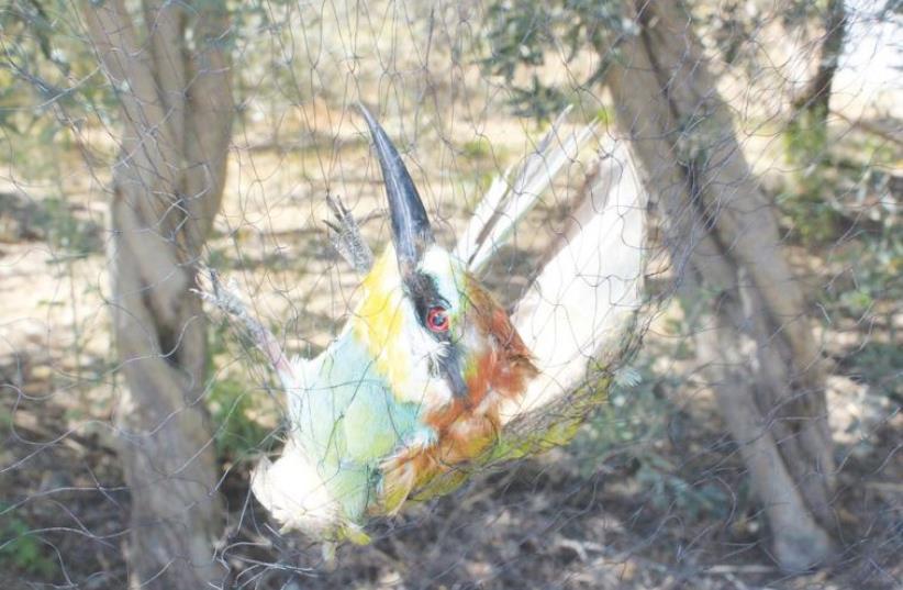 A bird falls foul to a trap in Egypt. Some 5.7 million birds experienced a similar fate there last year, according to BirdLife International (photo credit: NATURE CONSERVATION EGYPT)