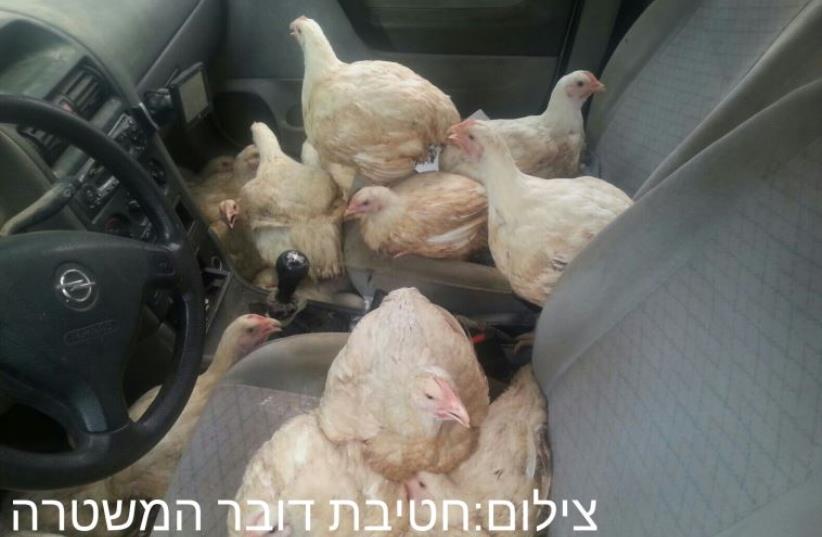 Chickens in car (photo credit: POLICE SPOKESPERSON'S UNIT)