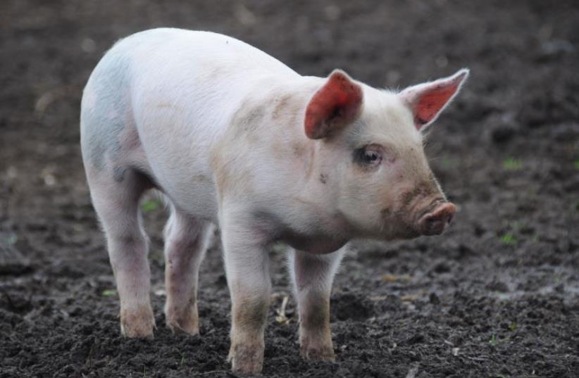 This little piggy might send Netanyahu all the way home (photo credit: INGIMAGE)