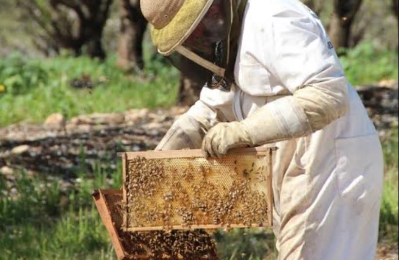 A beekeeper removes a honeycomb frame from a bee hive (photo credit: ADVA OFIR)