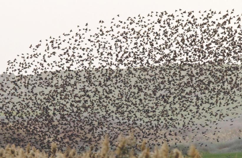 STARLINGS FLY in formation near Rahat in the Negev last winter. (photo credit: NIR ELIAS / REUTERS)