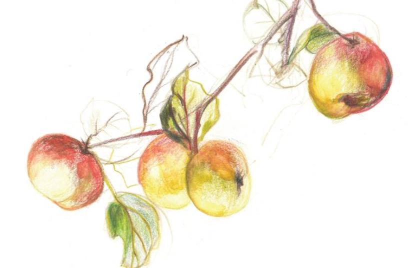 Marcia Falk’s drawing ‘Gilead Apples’ (photo credit: COURTESY MARCIA FALK)