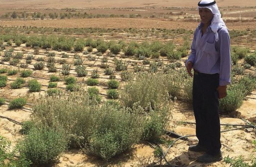 Ali Al-Hawashla poses next to a field of herbs at Wadi Attir (left), a 40-hectare project to preserve traditional organic Negev agriculture, which includes the collecting of local seed varieties (photo credit: SETH J. FRANTZMAN)