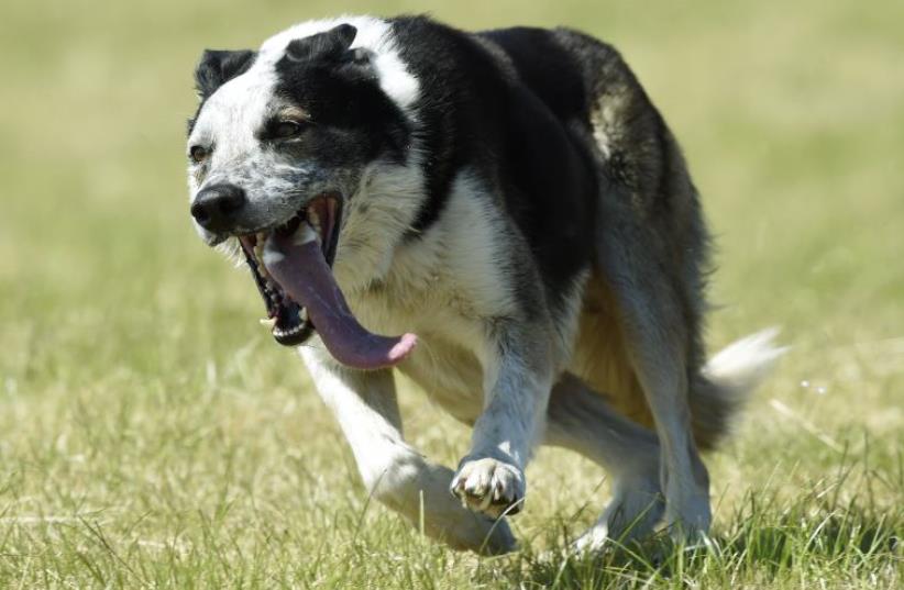 A sheepdog known as Flash runs across the field in Wales (photo credit: REUTERS)