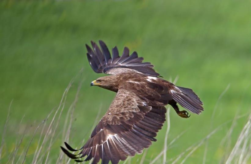 Lesser spotted Eagles pass over Ben Shemen Forest  (photo credit: THOMAS KRUMENACKER)