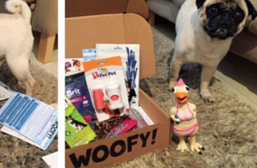 The author’s pooch investigates a recent Woofy box delivery (photo credit: KEREN PREISKEL)