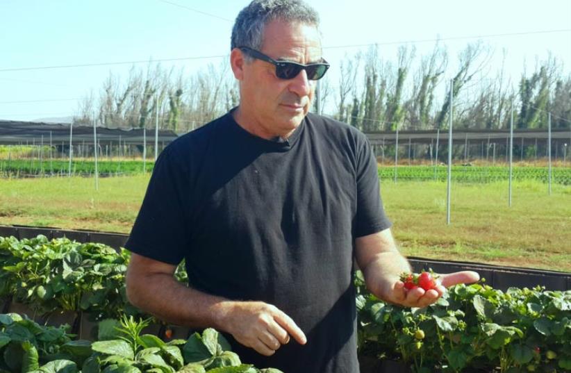New strawberry in Merom Golan (photo credit: YAEL SHAVIT COMMUNICATIONS)