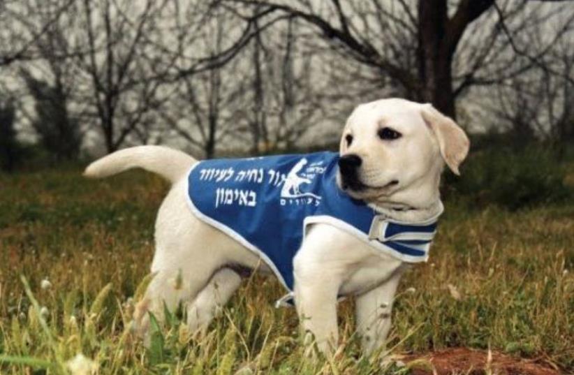 The Israel Guide Dog Center for the Blind has graduated more than 350 canines in Israel (photo credit: Courtesy)