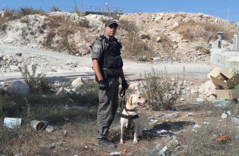 Border Police officer and bomb-sniffing dog in Jerusalem on October 16, 2015 (photo credit: ISRAEL BORDER POLICE SPOKESMAN)