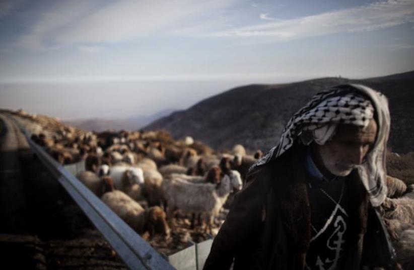 A Palestinian farmer tends to his herd in the Jordan Valley (photo credit: AFP PHOTO)