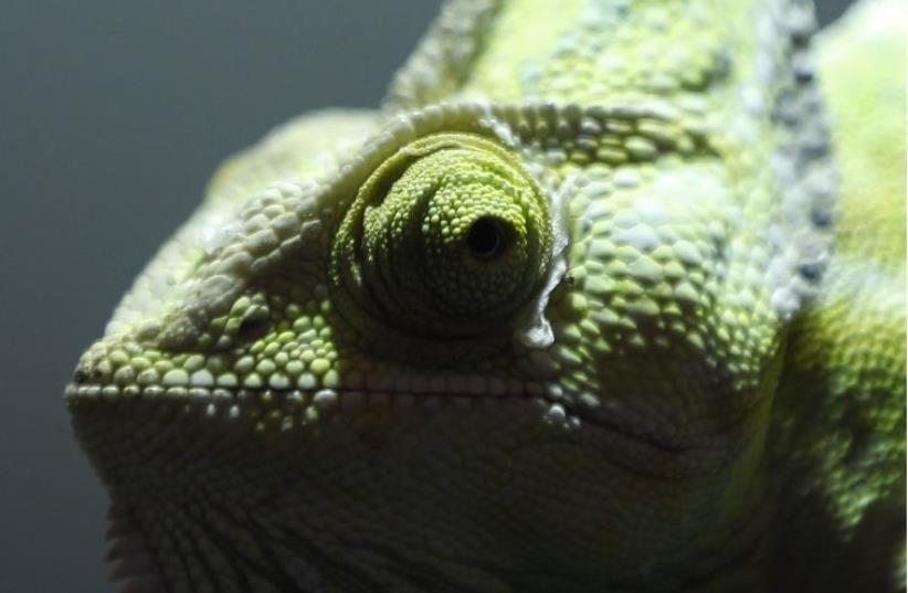 A chameleon is seen in a pet shop in Duisburg August 4, 2012 (photo credit: REUTERS)