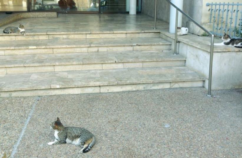 Jerusalem street cats: A dubious future, but hopefully fewer cans (photo credit: ERICA SCHACHNE)
