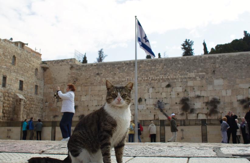 Cat at the Western Wall, Jerusalem (photo credit: REUTERS)