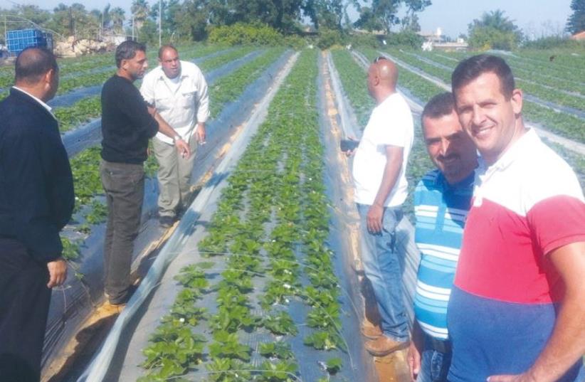 PALESTINIAN FARMERS visit an Israeli strawberry field last Thursday to learn about using insects as biological pesticides (photo credit: CIVIL ADMINISTRATION)