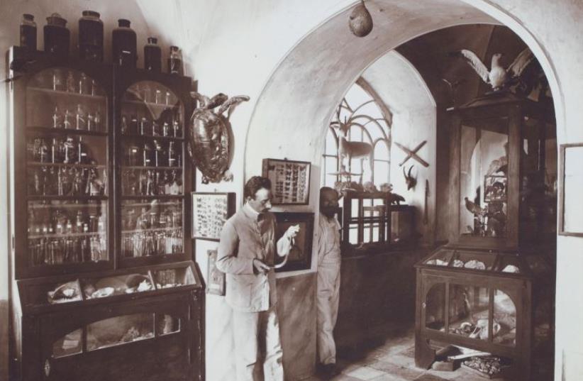 Bezalel Academy founder Boris Schatz (right) and Prof. Israel Aharoni visit the Bezalel Museum’s natural collection in 1909. (photo credit: Courtesy)