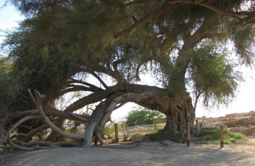 A 2,000-year-old Jujube tree ("Ziziphus spina-christi" or "Sheizaf" in Hebrew) located in Ein Hatseva, near the Dead Sea (photo credit: ISRAEL GALON/AGRICULTURE MINISTRY)
