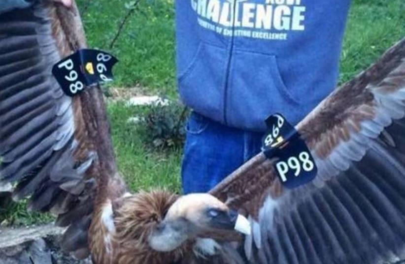 Israeli spy vulture captured in Lebanon (photo credit: ARAB MEDIA)