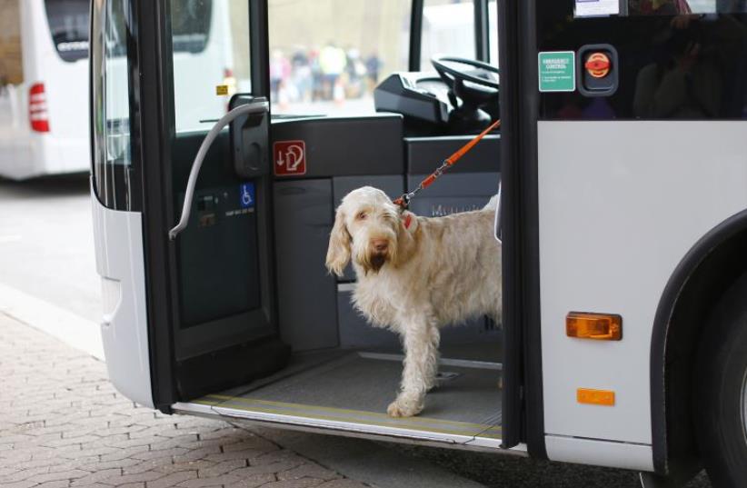 A dog on a bus (illustrative) (photo credit: REUTERS)