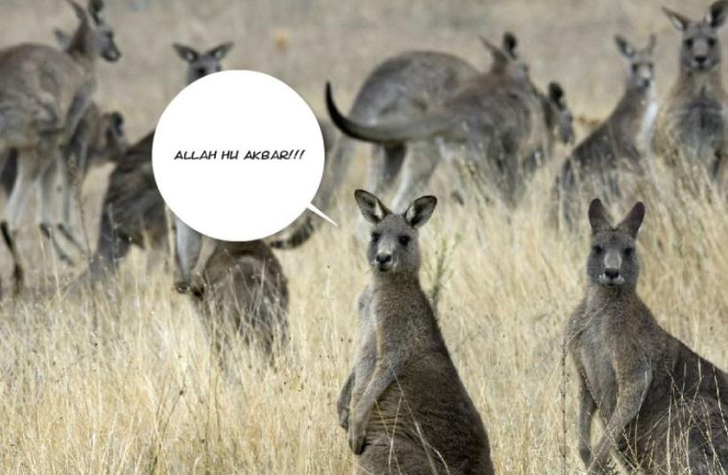 Australian kangaroos (photo credit: REUTERS)