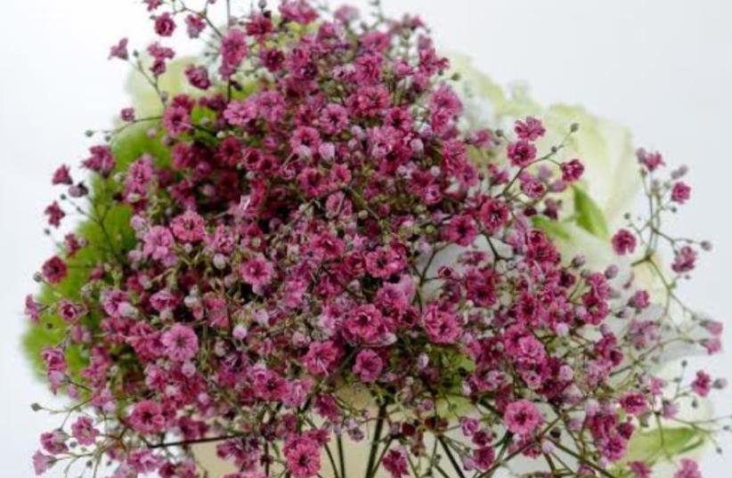 A line of red Baby's Breath flowers, known as Explora.  (photo credit: IMAGINATURE LTD.)