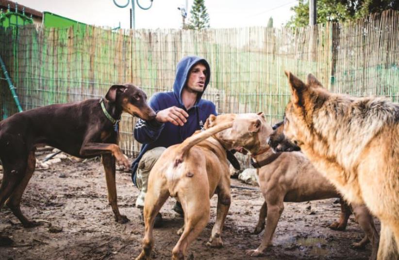 Yuval Mendelovitz among the canines at his rescue in Hod Hasharon. (photo credit: OHAD KAB)