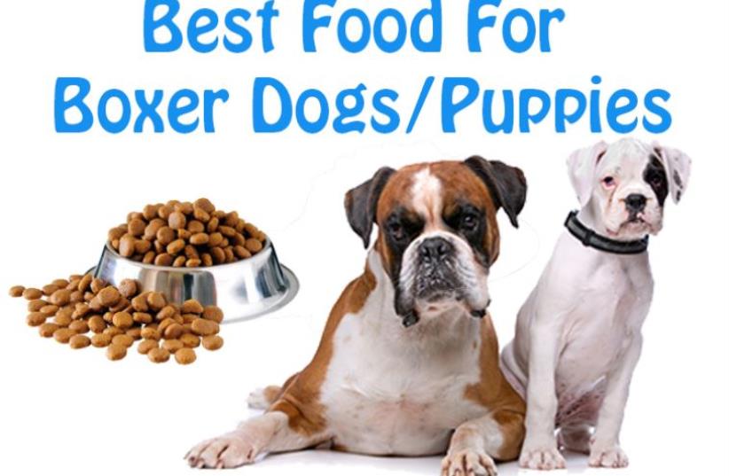 Dog Lovers: Know The Best Dog Foods for Boxer Breed Dogs/Puppies (photo credit: PR)
