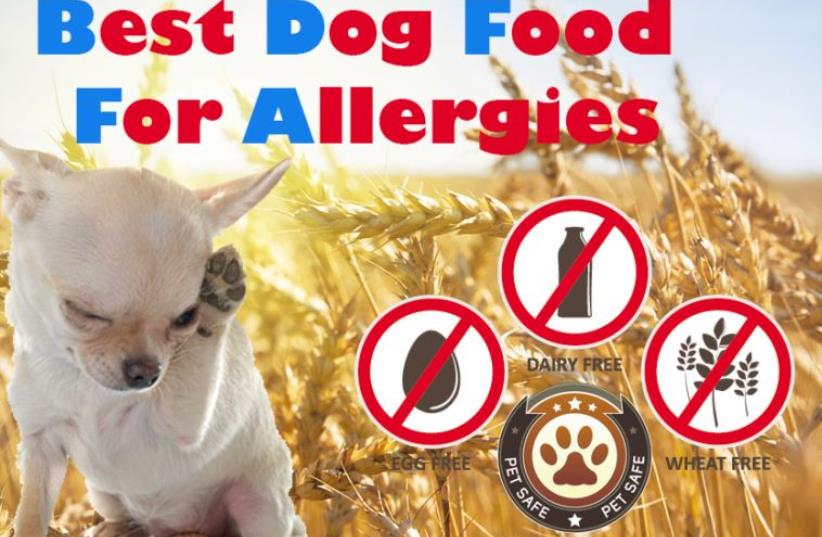Best Dog Food For Allergies: The Guide To Finding The Non-allergenic Causing Food (photo credit: PR)