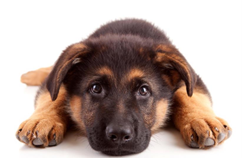 Best Dog Food For Skin Allergies: Is Hypoallergenic Dog Food The Solution (photo credit: PR)