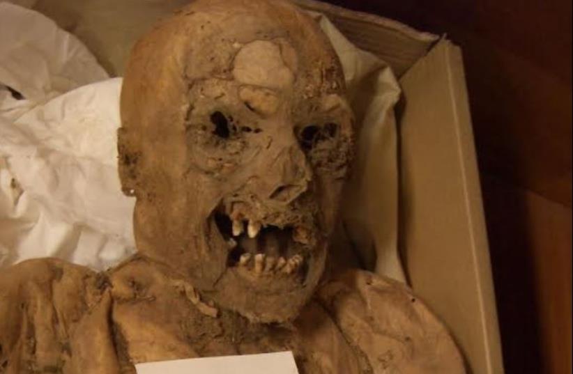 One of the mummies found it the Vác Mummy Collection Courtesy of Dr. Ildiko Pap, Department of Anthropology, Hungarian Natural History Museum, Budapest  (photo credit: TEL AVIV UNIVERSITY)
