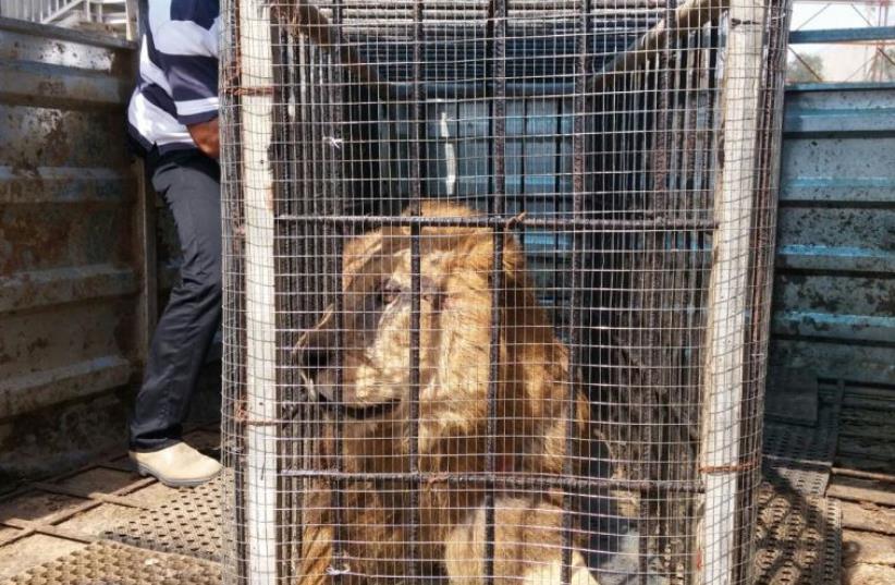 'The Lion from Erez' (photo credit: BORDER CROSSINGS AUTHORITY/MINISTRY OF DEFENSE)