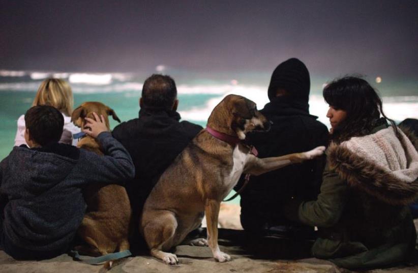 DOGS SIT with spectators watching a night-surfing competition in Ashdod last month (photo credit: AMIR COHEN - REUTERS)