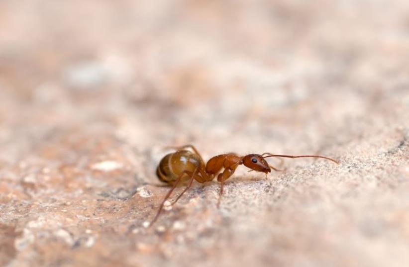 Ant (photo credit: ING IMAGE/ASAP)