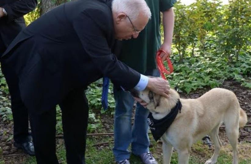 President Reuven Rivlin on 'Dog Adoption Day' at the President's Residence in Jerusalem (photo credit: Mark Neiman/GPO)