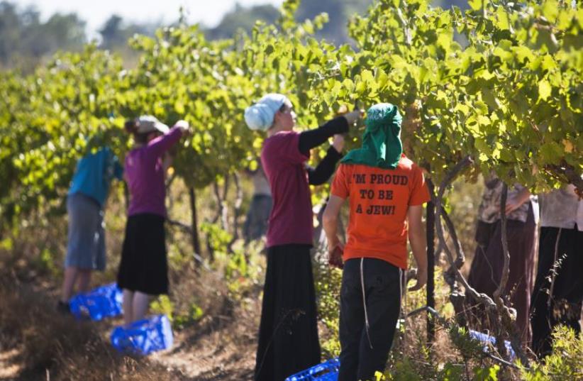 Volunteers harvest Chardonnay grapes at Ferency family's vineyard near the West Bank Jewish settlement of Bat Ayin, south of Bethlehem August 20, 2012 (photo credit: REUTERS)
