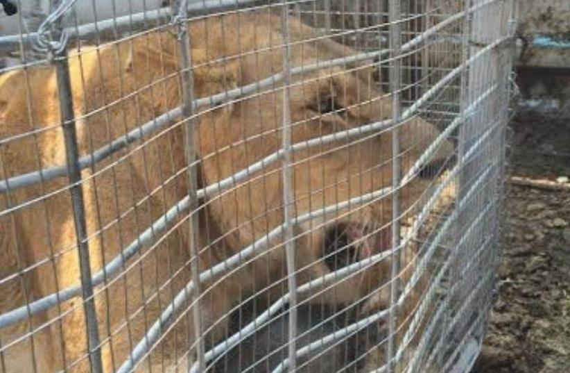 Lioness transferred from Gaza Zoo to West Bank. (photo credit: COGAT SPOKESMAN)