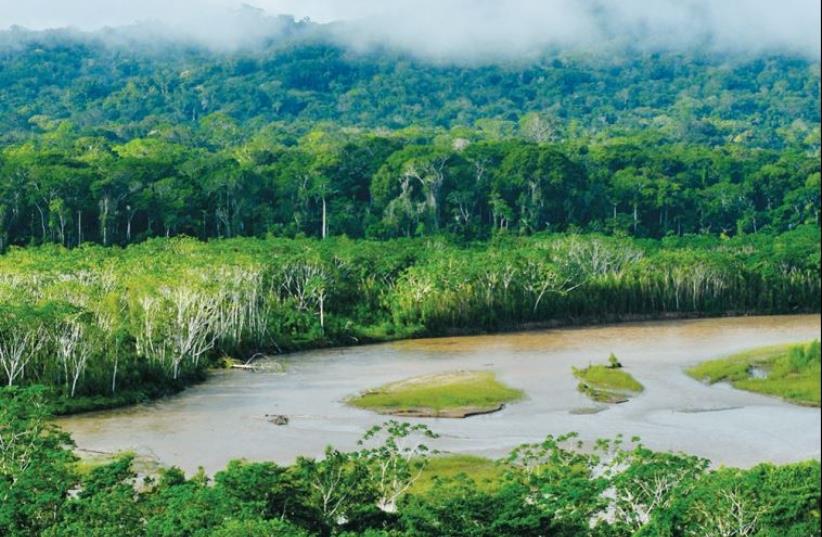 Peruvian jungle (photo credit: Wikimedia Commons)