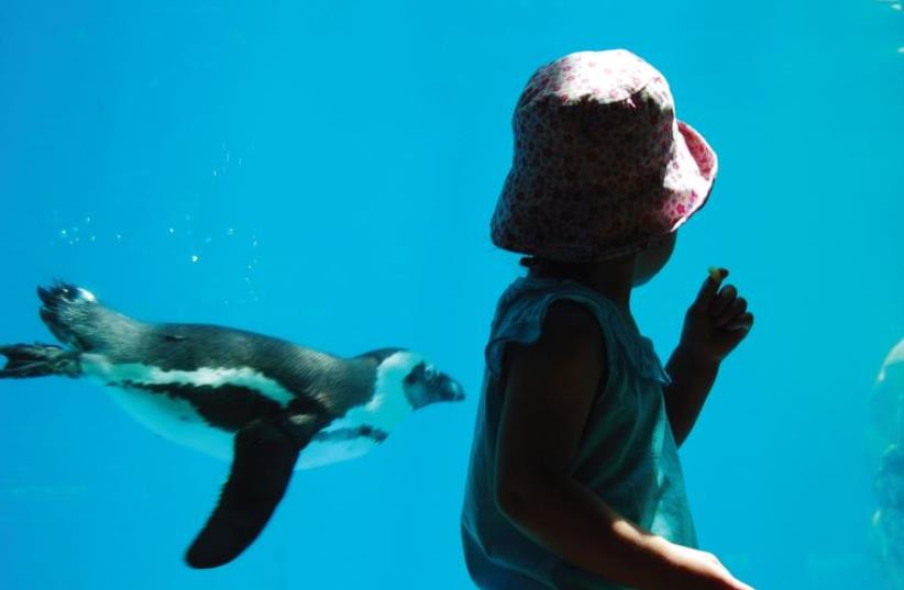 A child and a penguin have a moment (photo credit: MITELMAN MARIA)