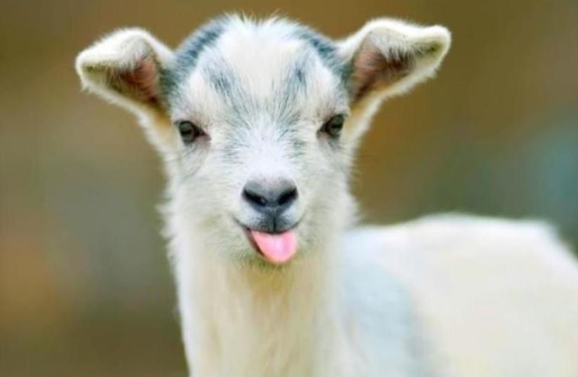 Baby goat (photo credit: MAXIMILLIAN POGONY)