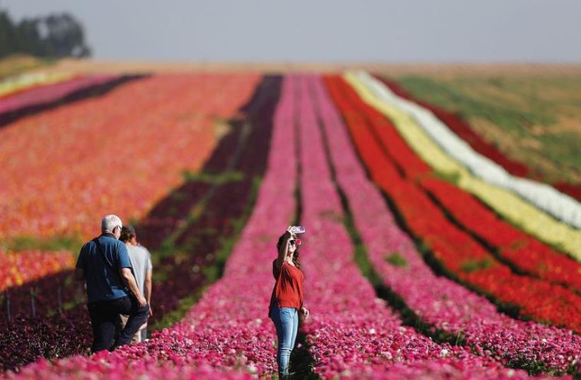 A WOMAN TAKES a selfie in a field of flowers near Kibbutz Nir Yitzhak, just outside the Gaza Strip (photo credit: REUTERS)