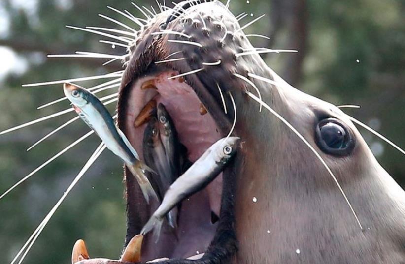A sea lion eats fish (photo credit: REUTERS)