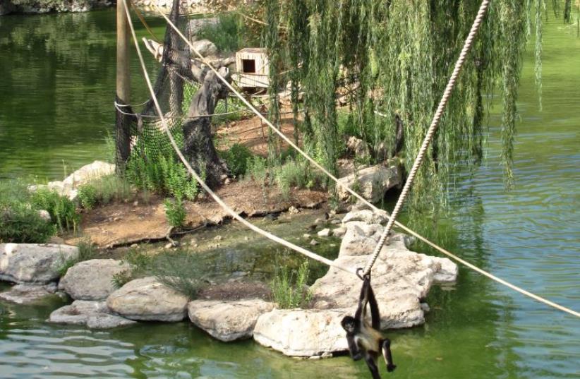 A black-handed spider monkey swings on a rope over the artificial lake at the Jerusalem Biblical Zoo (photo credit: YONINAH/WIKIMEDIA COMMONS)