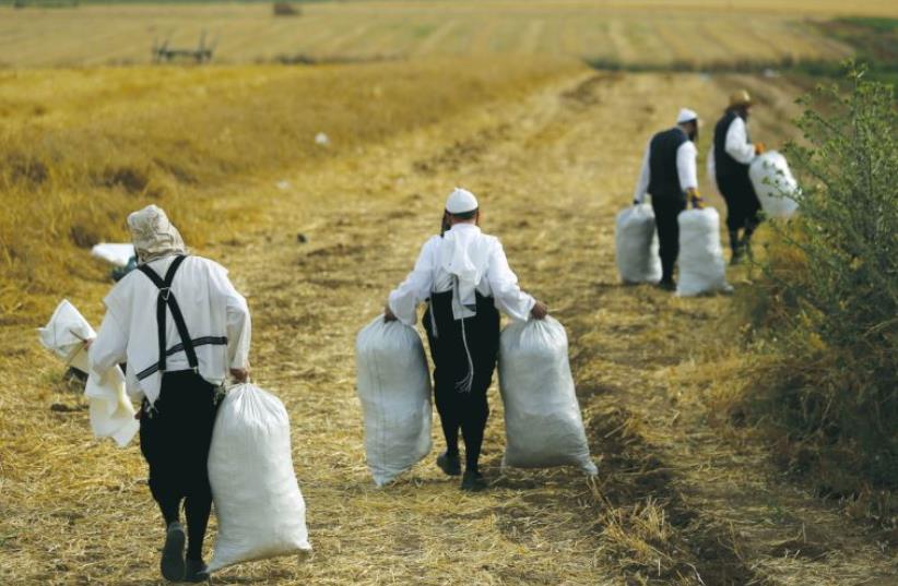 Men harvest wheat on Komemiyut on May 3 (photo credit: REUTERS)