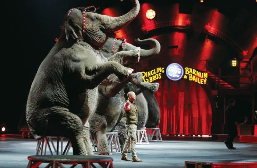 Elephants perform in the Ringling circus. (Left) The author meets one of the pachyderms in the ‘retirement’ center. (photo credit: REUTERS)